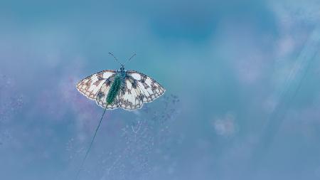 Marbled white Butterfly
