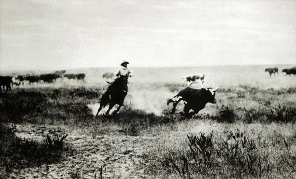 Cowboy on horseback lassooing a calf (b/w photo)  van L.A. Huffman