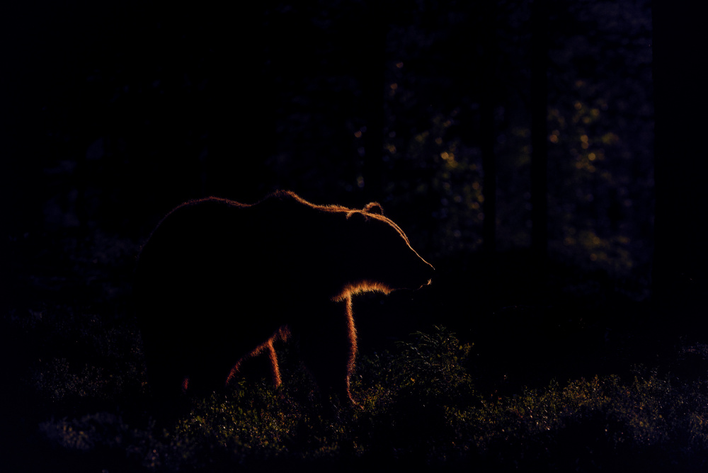 Brown bear in backlight van Larissa Rand