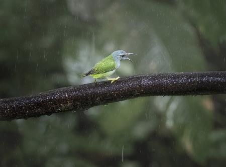 A little green bird