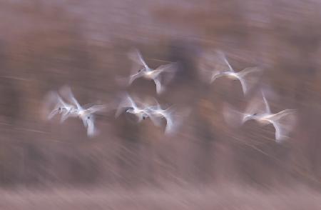 Tundra Swans in action