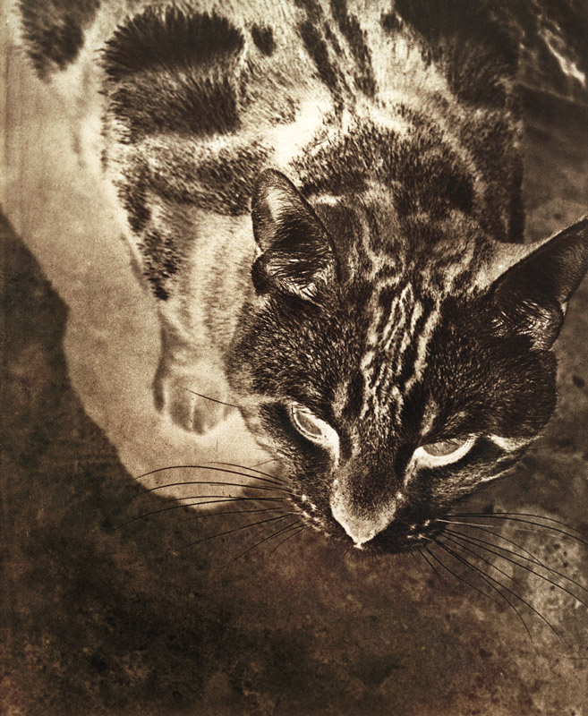 Katze (Negativ-Abzug) van László Moholy-Nagy