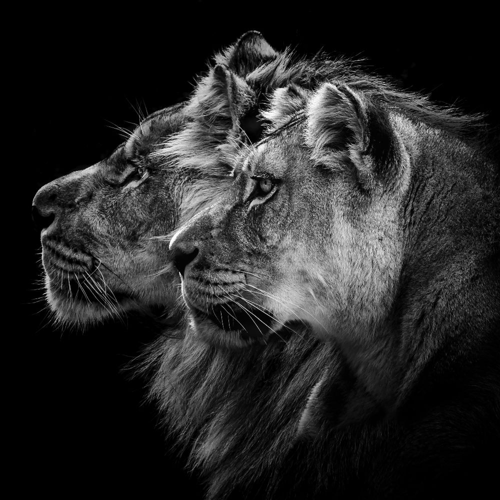 Lion and  lioness portrait van Laurent Lothare Dambreville