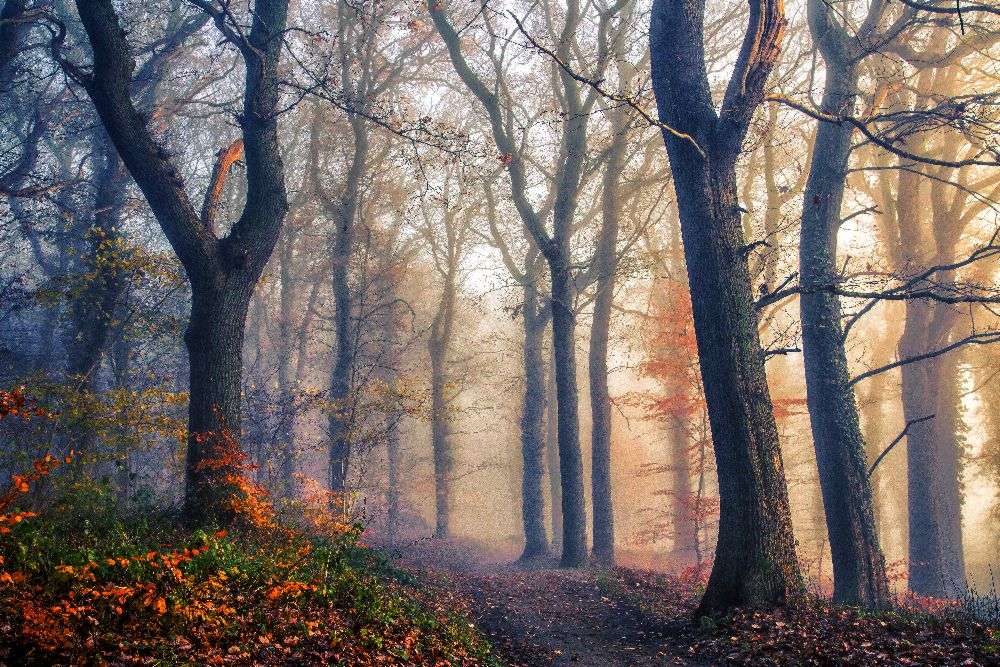 The Forest Path. van Leif Løndal