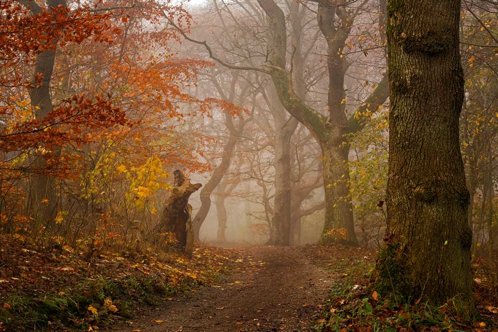 My autumn walk van Leif Løndal