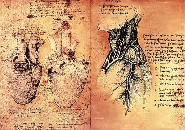 Anatomical drawing of hearts and blood vessels from Quaderni di Anatomia vol 2; folio 3v van Leonardo da Vinci