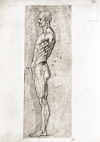Anatomical Study van Leonardo da Vinci