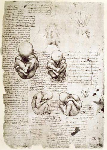 Five Views of a Foetus in the Womb, facsimile copy  & van Leonardo da Vinci