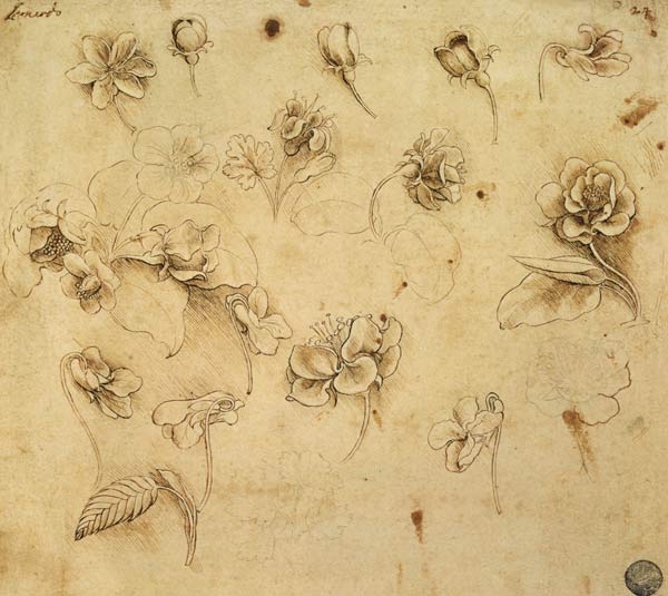 Study of flowers van Leonardo da Vinci