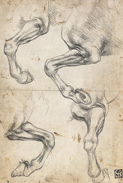 Studies of Horse's Leg van Leonardo da Vinci