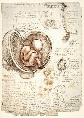 The Human Foetus in the Womb, facsimile copy  & van Leonardo da Vinci