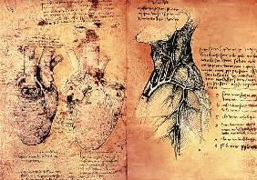 Anatomical drawing of hearts and blood vessels from Quaderni di Anatomia vol 2; folio 3v