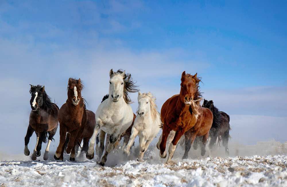 Mongolia Horses van Libby Zhang