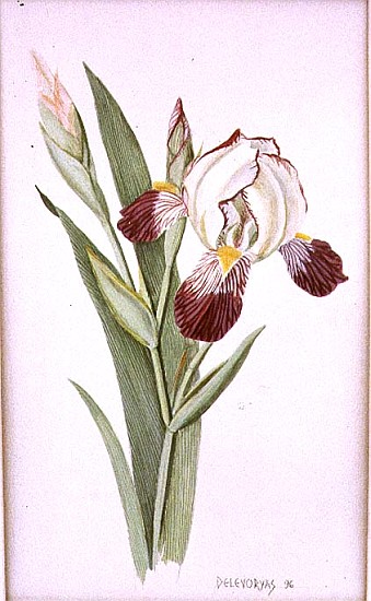 Botanical Iris, 1996 (w/c on paper)  van Lillian  Delevoryas