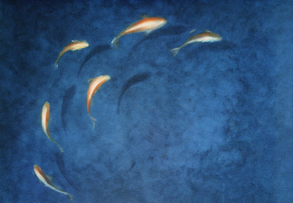 Goldfish Pool  van Lincoln  Seligman