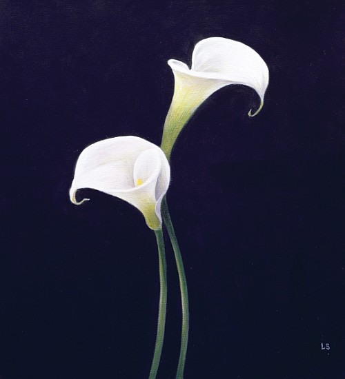 Lily (oil on canvas)  van Lincoln  Seligman