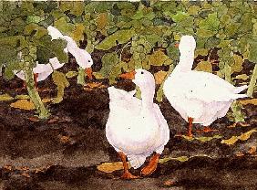 Geese in the Sprouts