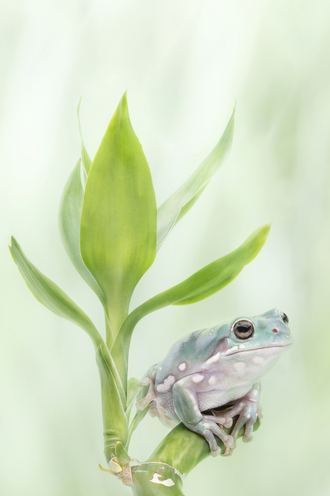 Whites Tree Frog on a Lucky Bamboo van Linda D Lester