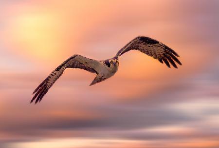 Flying Osprey