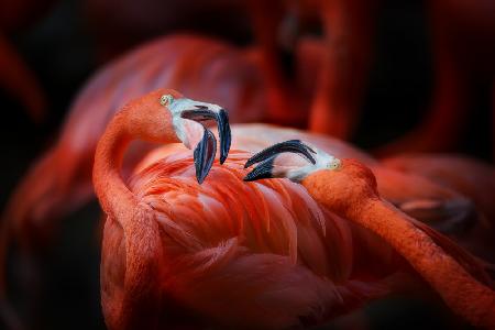 The flamingo 2