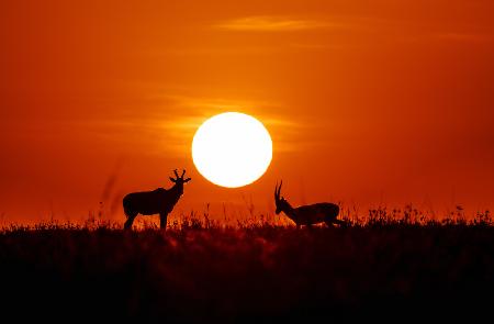 Masai Mara at Sunset
