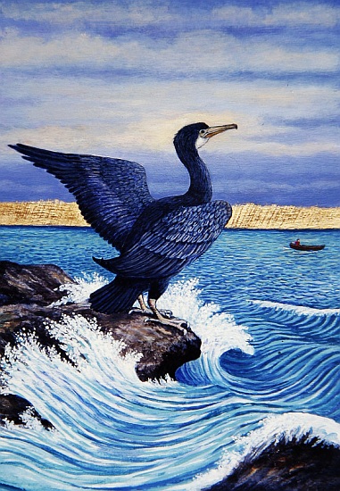 Cormorant on shag Rock van Liz  Wright