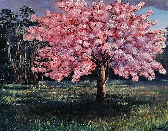 Pink Blossom, 1994 (oil on board)  van Liz  Wright