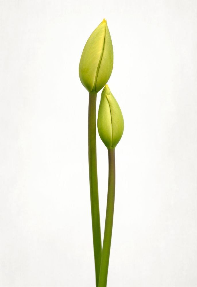 Tulip time van Lotte Gronkjaer