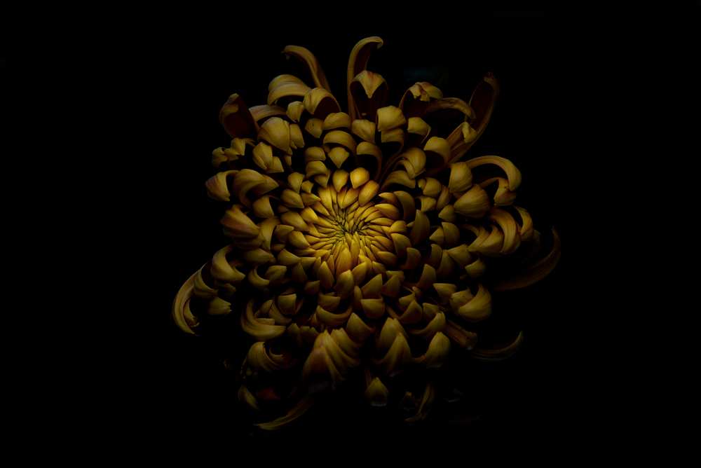 Chrysanthemum van Lotte Gronkjar