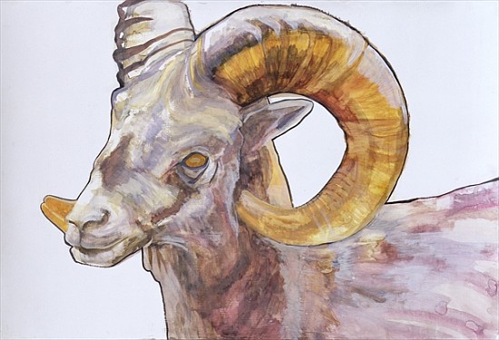 American Long Horn, 2004 (watercolour and acrylic on gesso on paper)  van Lou  Gibbs