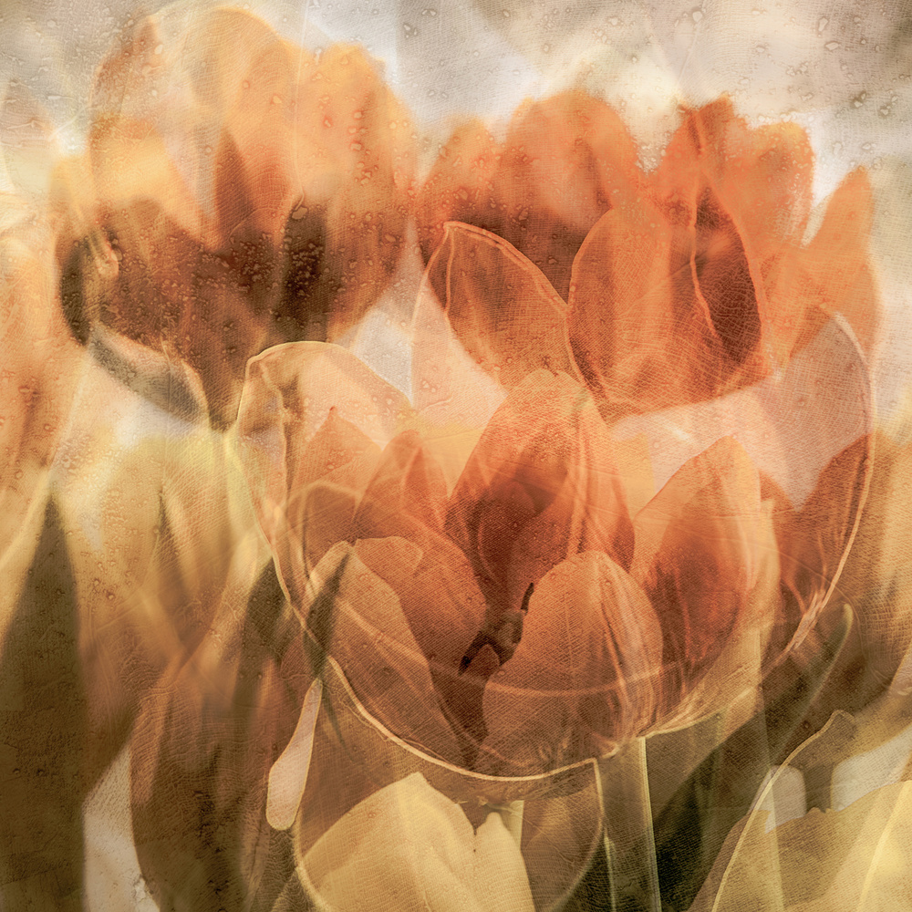 Tulips van Luc Vangindertael (laGrange)