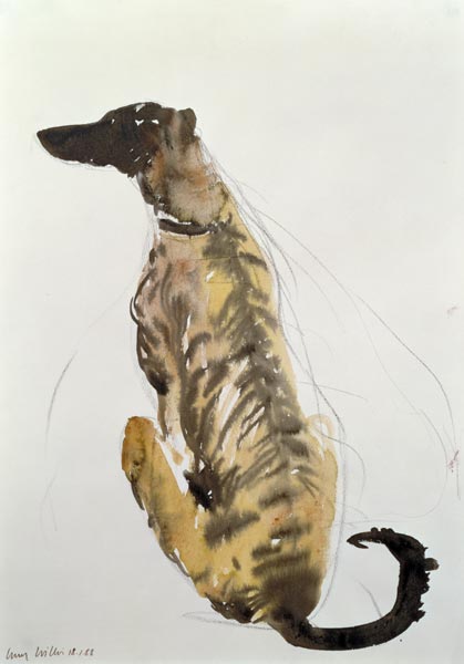 Lurcher Sitting, 1988 (charcoal and w/c on paper)  van Lucy Willis