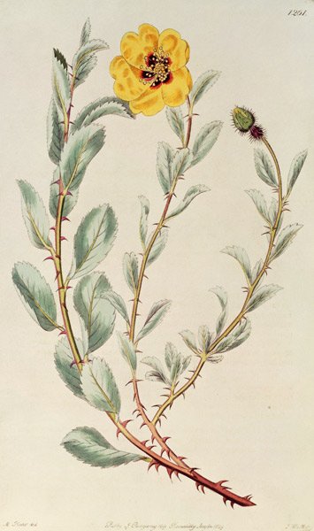 Rose: Persian from the Botanical Register van M. Hart
