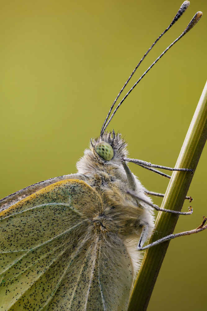 Close-up of a cabbage white van Magnus Renmyr
