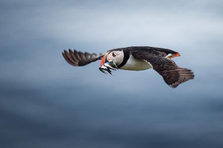 Puffin with fishes in its beak