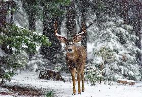 Snow Storm And The Buck Deer