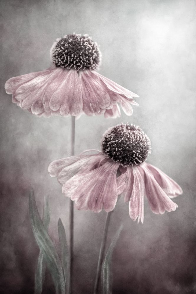 Duet van Mandy Disher