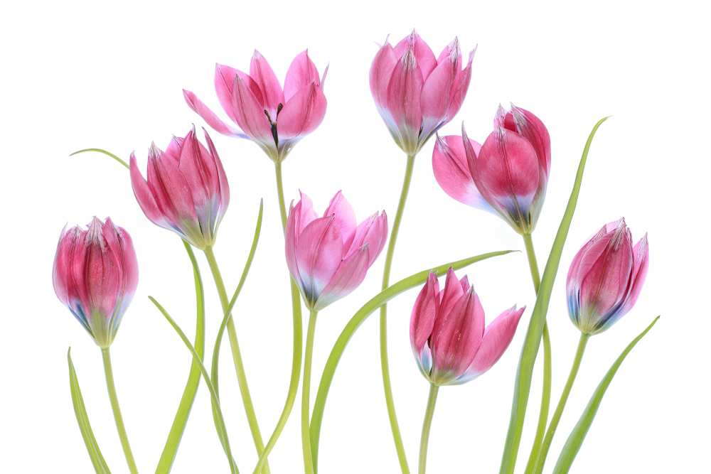 Tulip blush van Mandy Disher
