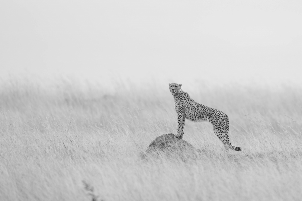Cheetah Manning its territory van Manish Nagpal