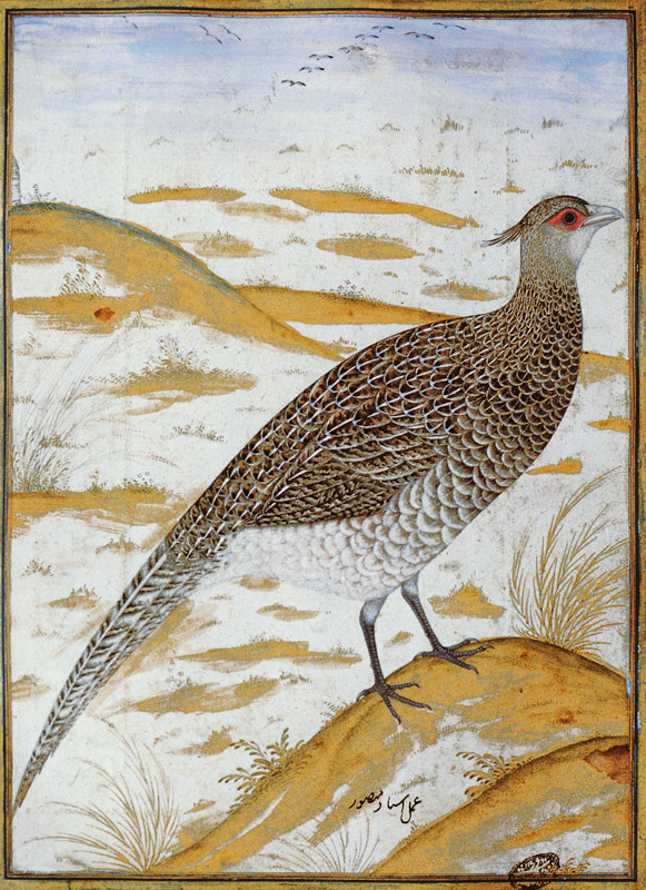 Himalayan cheer pheasant, Jahangir Period, Mughal van Mansur