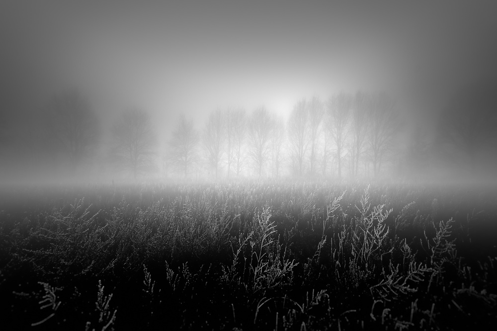 Misty row van Marc Huybrighs