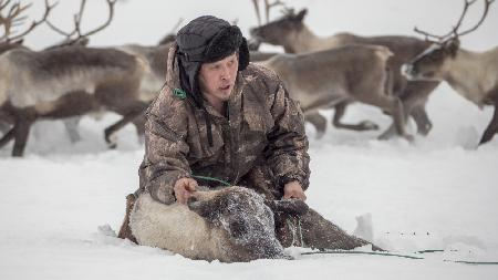 Kolya catches reindeer
