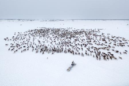 Kostya gathers the herd