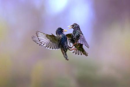 The dance of the starlings