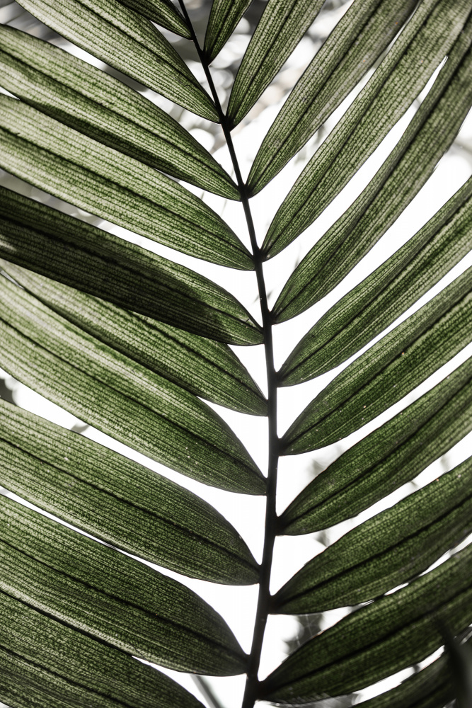 Palm Leaves 24 van Mareike Böhmer