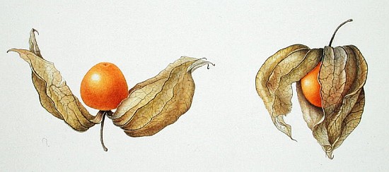 Cape Gooseberries (Physalis peruviana) 1996 (w/c on paper)  van Margaret Ann  Eden
