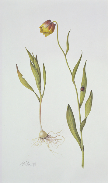 Fritillaria Michailovsky van Margaret Ann  Eden