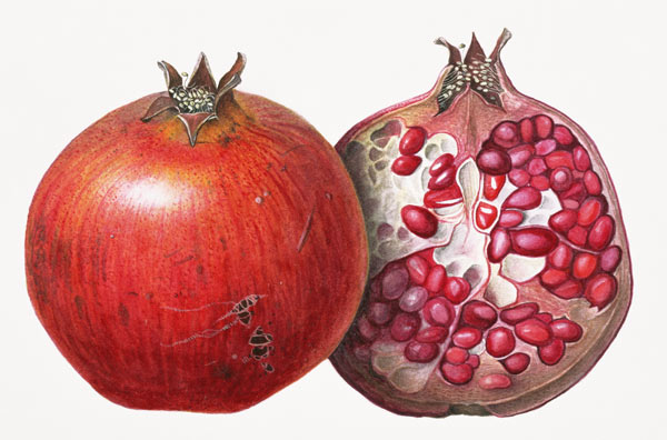 Pomegranate, 1995 (w/c on paper)  van Margaret Ann  Eden