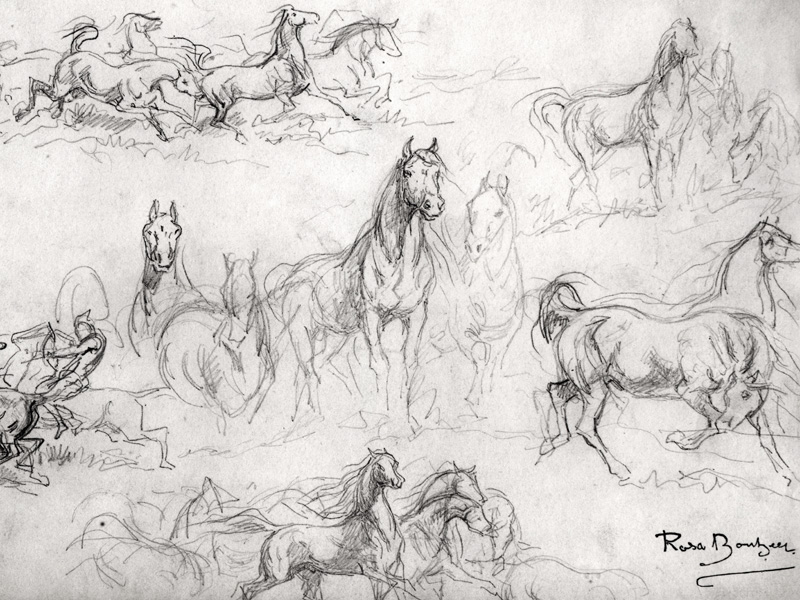 Study of Horses van Maria-Rosa Bonheur