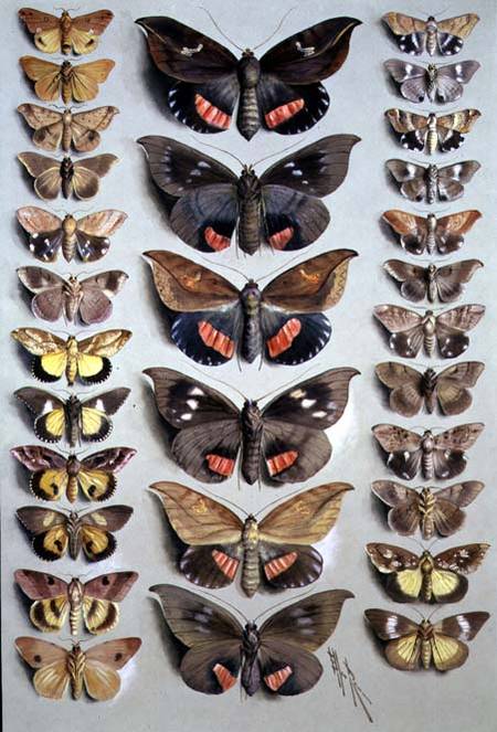 Papuan Moths van Marian Ellis Rowan